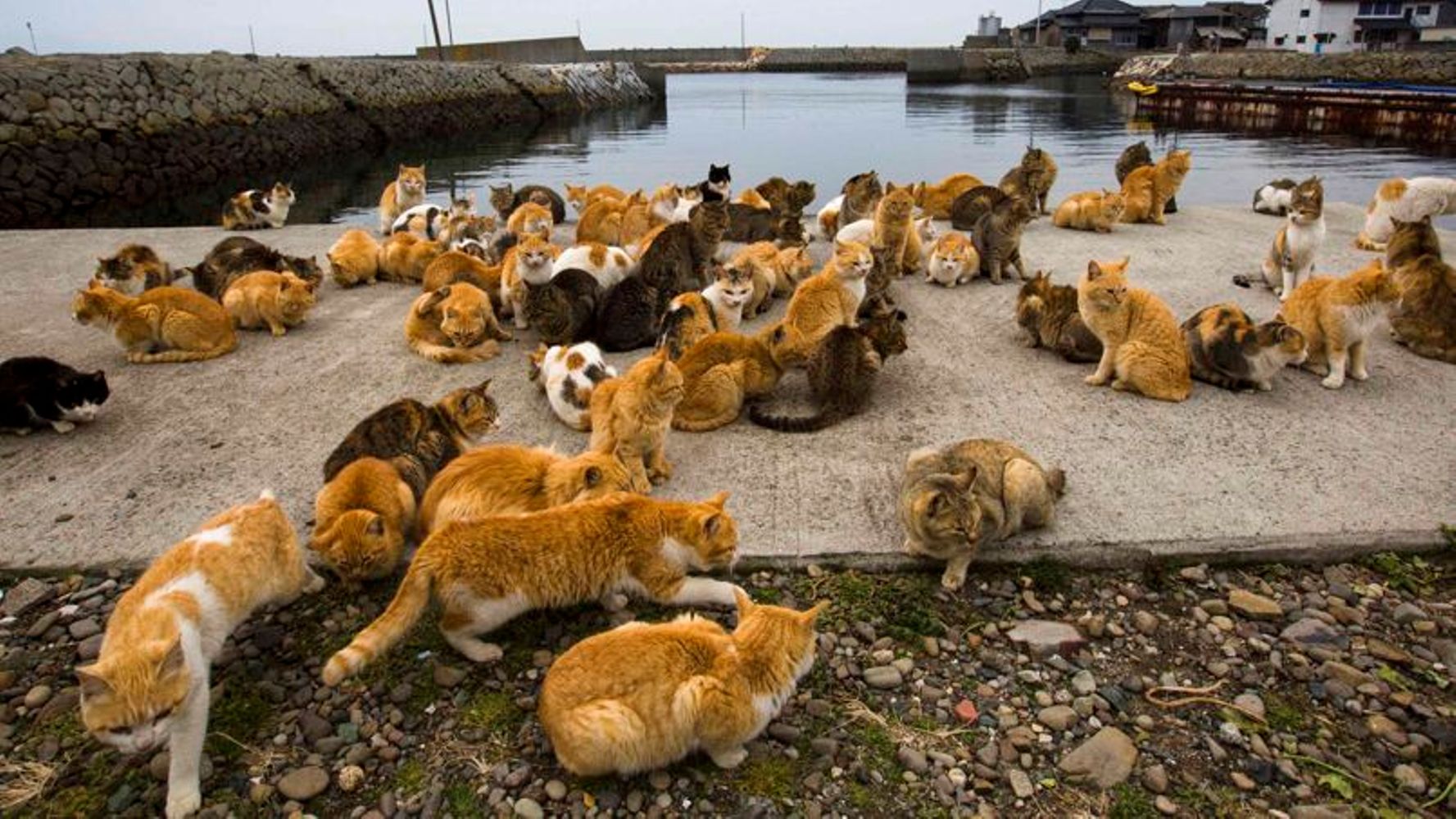 Фото где много. Остров Тасиро. Аосима кошачий остров. Тасиро остров кошек. Япония остров кошек Аосима.